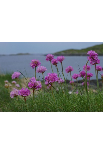 Армерия Розеа розовые цветы