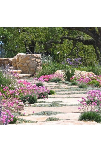 Армерия Розеа в парке вдоль дорожки