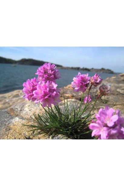 Армерия Розеа на побережье