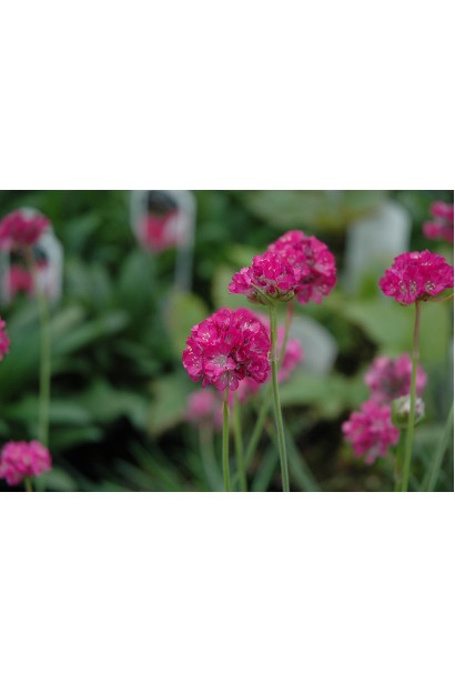 Армерия розовое соцветие