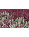 Верес звичайний Валерія | Calluna vulgaris Valeria | Вереск обыкновенный Валерия