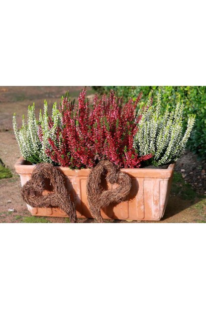 Верес Valeria на клумбі