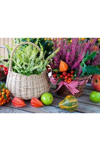 Верес звичайний Валерія в кашпо