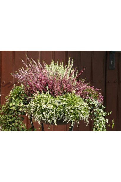 Верес Валерія в міксбордері