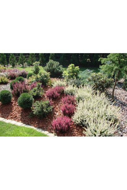 Верес звичайний Валерія в ландшафті