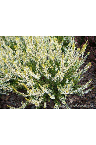 Верес звичайний Валерія китиці білих квітів