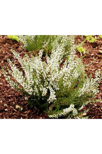  Calluna vulgaris Valeria