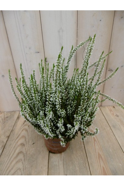 Верес звичайний Валерія саджанець в контейнері