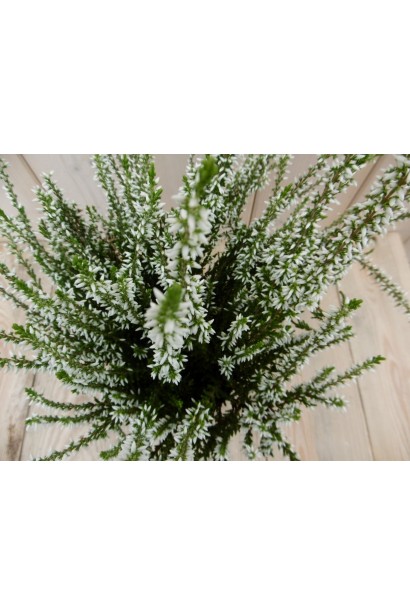 Білий верес