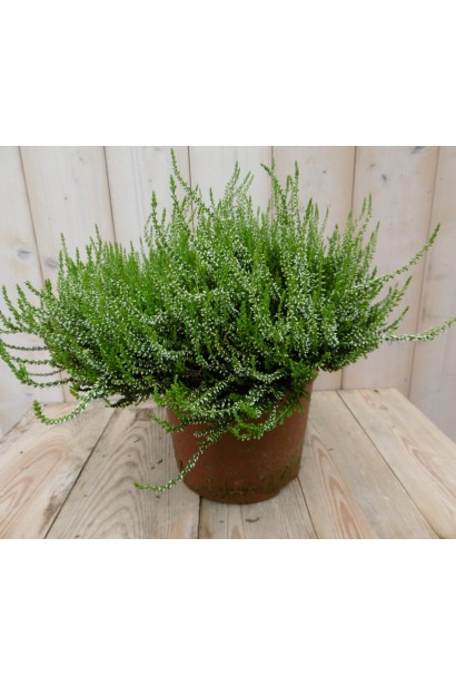 Верес звичайний Валерія в горщику