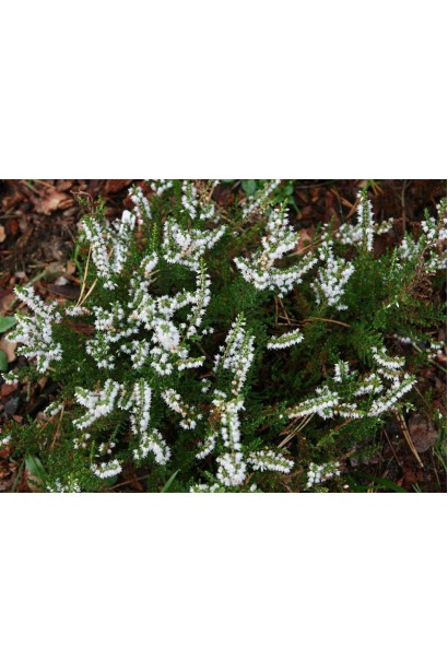 Верес звичайний Валерія 