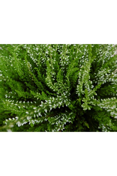 Верес Валерія карликовий багаторічник