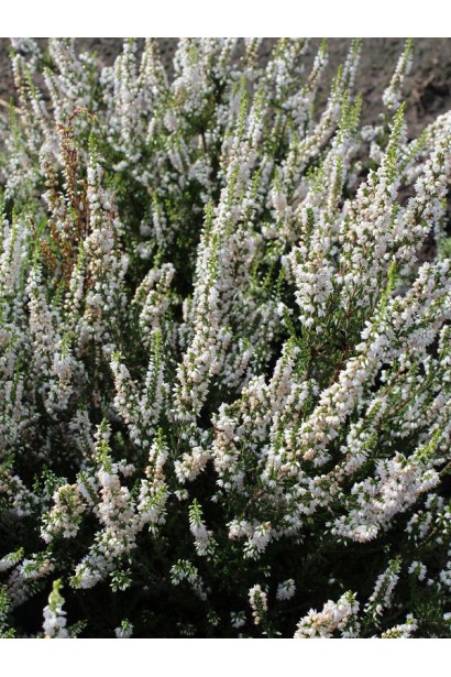 Дзвіночкоподібні білі квіти вересу Валерія