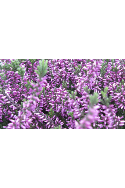 Верес звичайний Ліанне