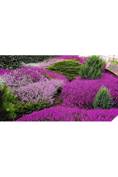 Фіолетовий верес