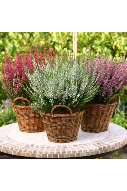 Верес Lianne в кашпо 