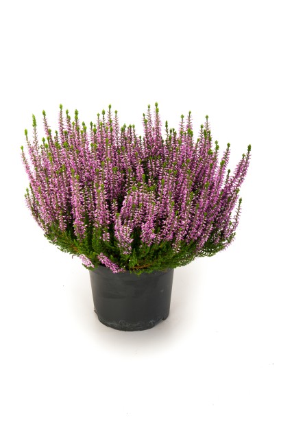Calluna vulgaris Lianne