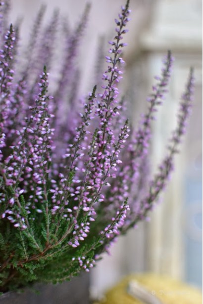 Верес звичайний Lianne