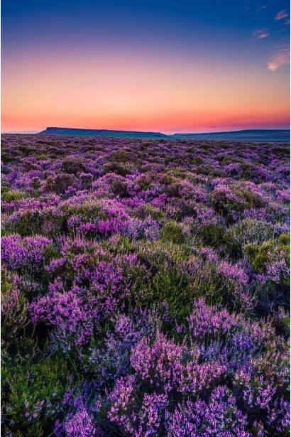 Calluna vulgaris Frozen