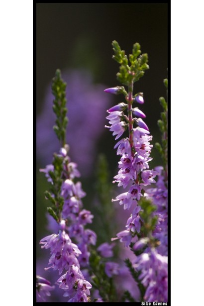 Вереск обычный Фрозен