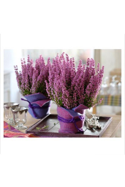 Вереск Фрозен в контейнере