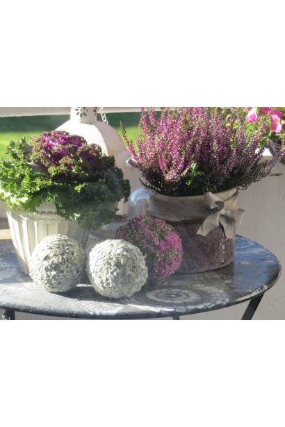 Вереск Фрозен в ландшафтной композиции