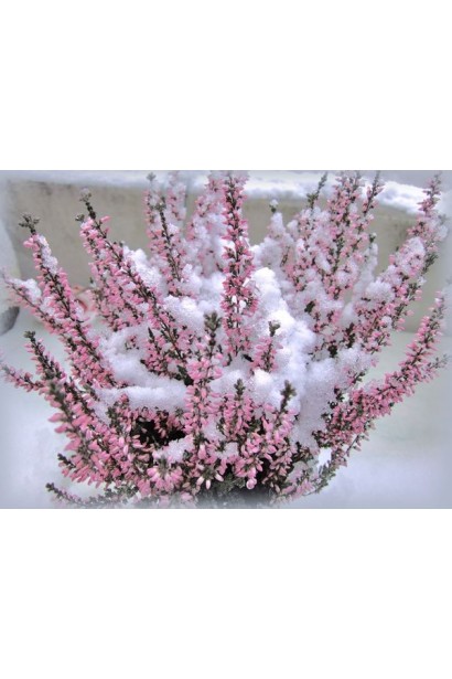 Куст вереска Фрозен зимой под снегом