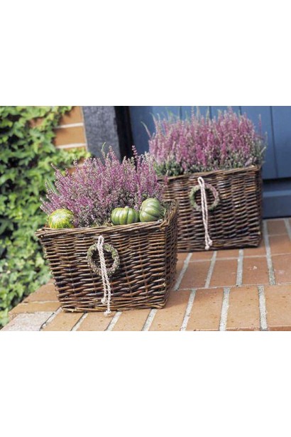 Вереск Фрозен в кашпо возле дома