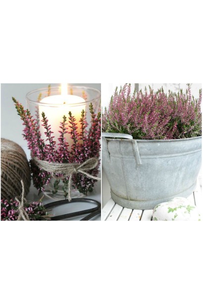 Вереск обычный Фрозен дизайнерские решения