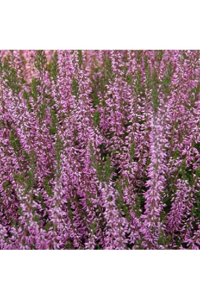 Вереск обыкновенный Фрозен фиолетовые цветы