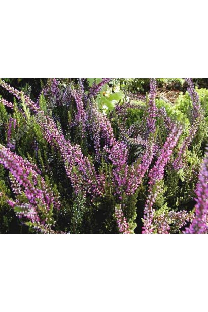 Вереск фиолетовый