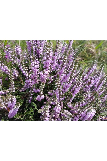 Calluna Frozen