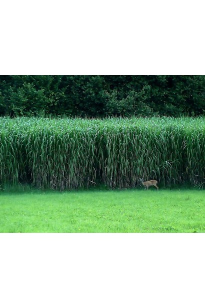 Міскантус цукроквітковий в дикій природі