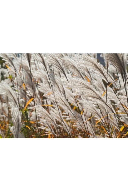 Міскантус цукроквітковий