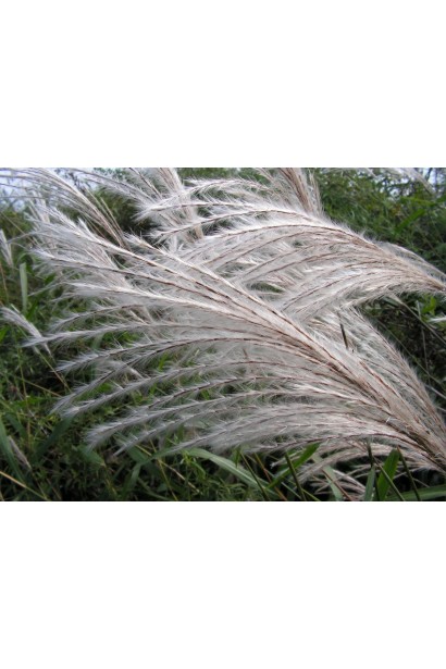 Miscanthus sacchariflorus