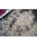 Мискантус сахароцветный | Міскантус цукроквітковий | Miscanthus sacchariflonis