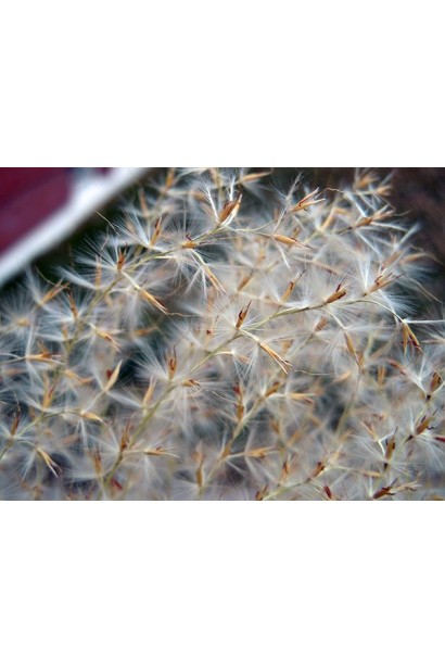 Довгі шовковисті волоски квітів міскантуса цукрового