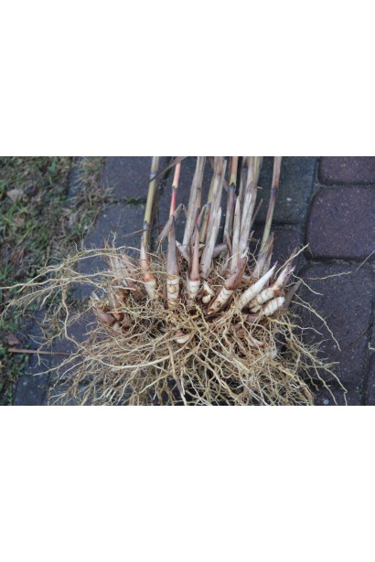 Кореневище міскантуса цукроквіткового