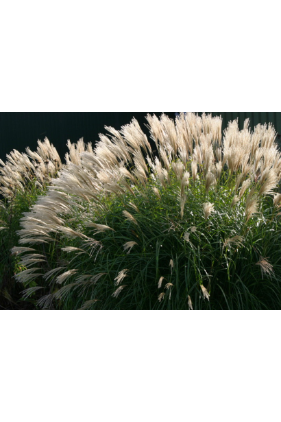 Міскантус цукровий великий пишний квітучий кущ