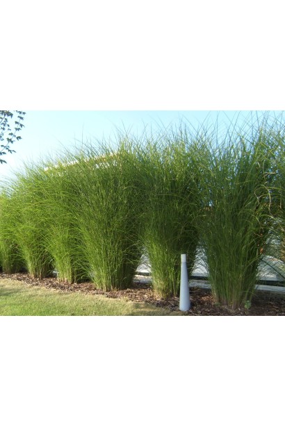 Міскантус цукроквітковий в рядовій посадці