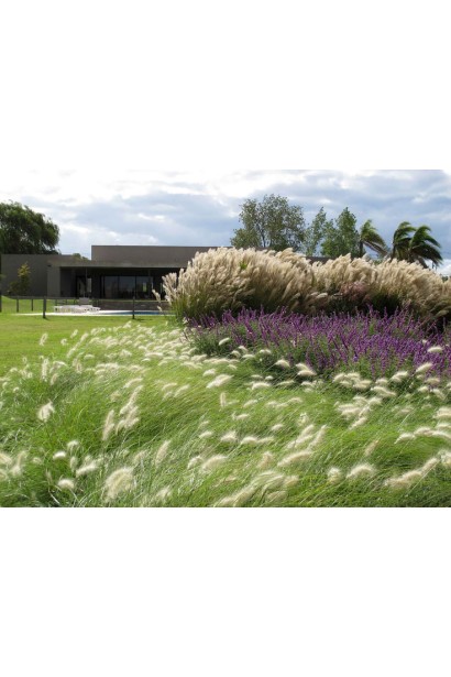 Міскантус цукроквітковий в ландшафті