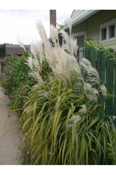 Міскантус цукроцвітий злаковий кущ з білосніжними волотями