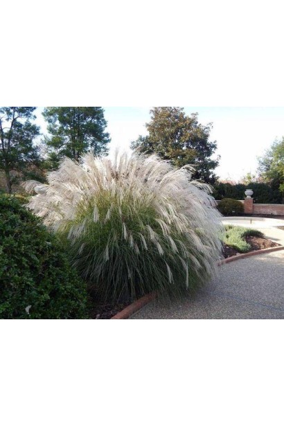 Міскантус цукроквітковий декоративний злак гігантських розмірів