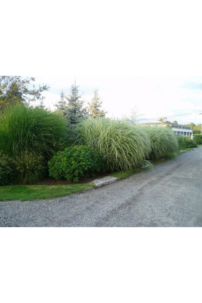 Міскантус цукроквітковий в ландшафті