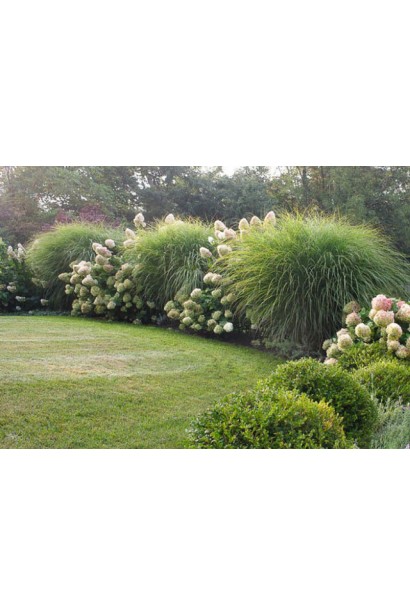 Міскантус цукроквітковий використання в ландшафтному дизайні