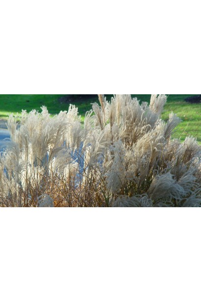 Міскантус цукроквітковий шовковисті пухнасті білі суцвіття