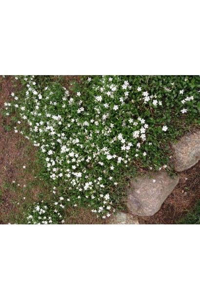 Барвінок малий Альба сланкий кущ