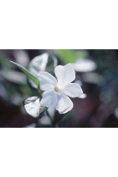 Барвінок малий Альба біла квітка