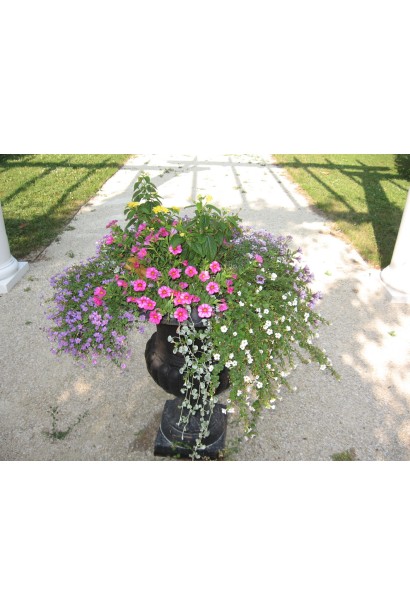 Барвінок малий Альба в міксбордері