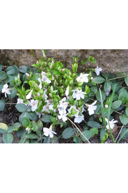 Барвінок малий Альба